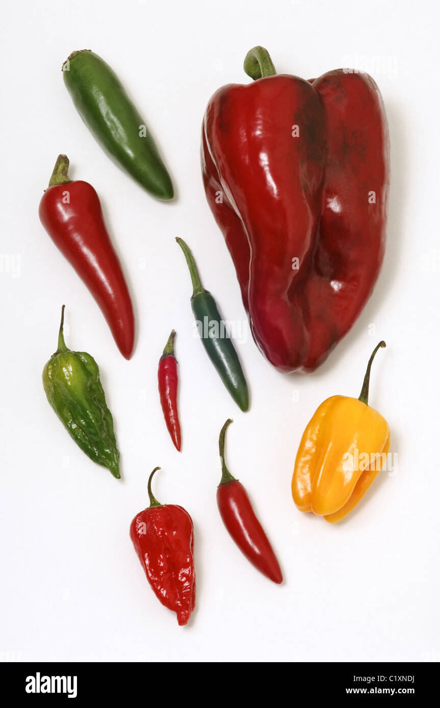 Auswahl an Chili Sorten auf einem weißen Hintergrund - Poblano, Habanero, Serrano, Vogels Auge, Dorset Naga und Jalapeno. Stockfoto