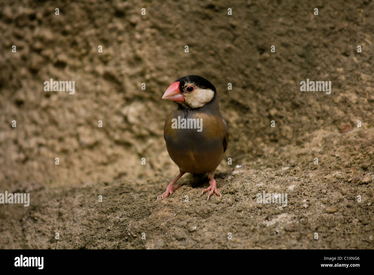 Gefangen im tropischen Welt ein sehr zahm, aber aktive Fink Stockfoto