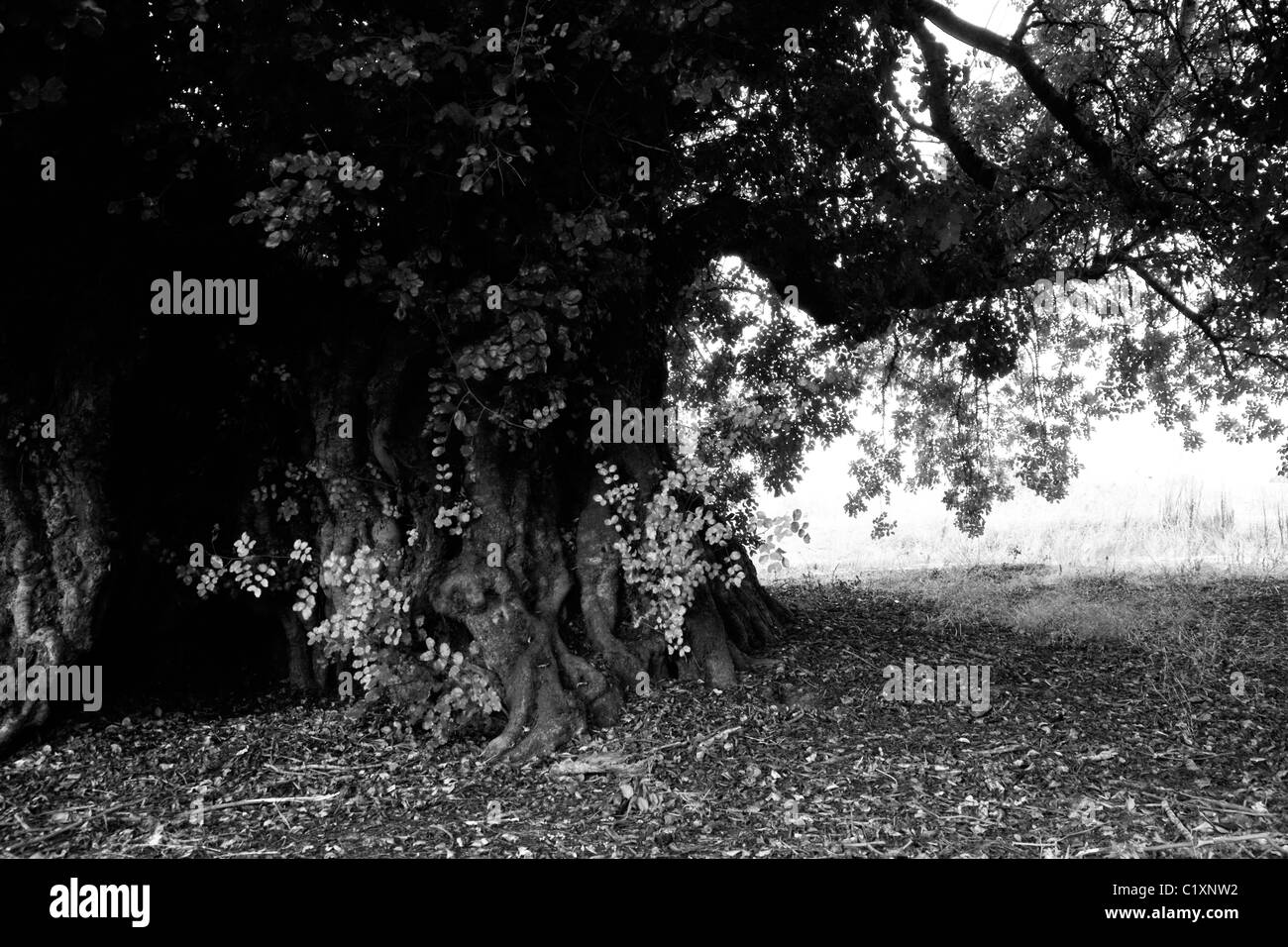 Sehr alt und monumentale Johannisbrotbaum befindet sich an der Algarve, Portugal. Stockfoto