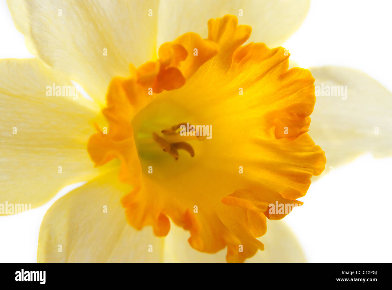 Detail der Hyazinthe gelbe Blume isoliert auf weißem Hintergrund. Stockfoto