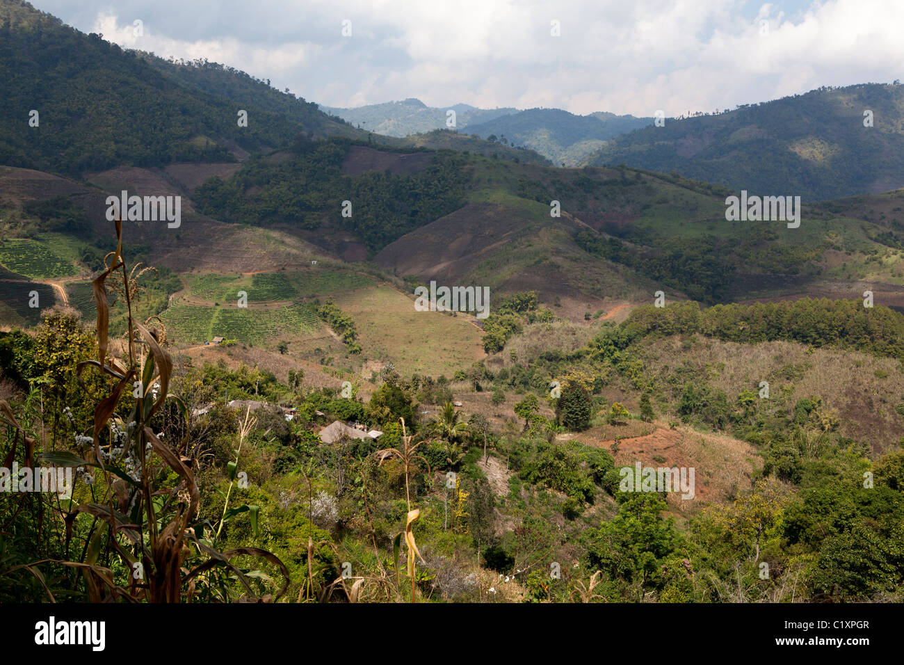 Lisu Dorf auf dem Berg mit Blick auf Tee Bauernhof, Ban Hai Ko, Mae Salong, Chiang Rai, Thailand Stockfoto