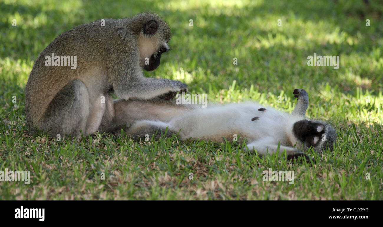 Vervet Affen wird geputzt Stockfoto