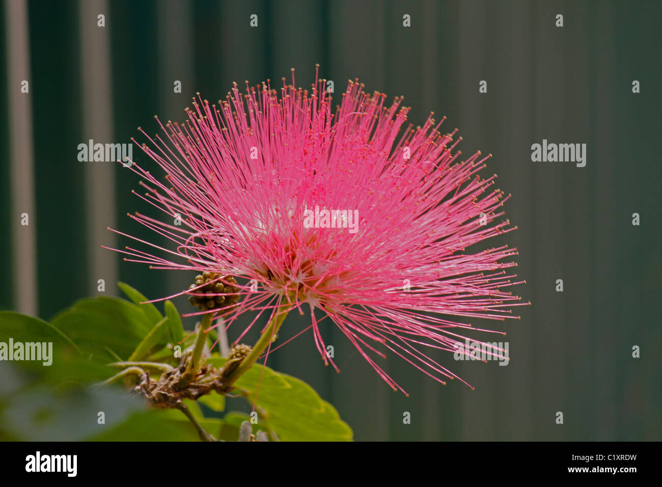 Rot Puderquaste, Calliandra Haematocephala, Pune, Maharashtra, Indien Stockfoto