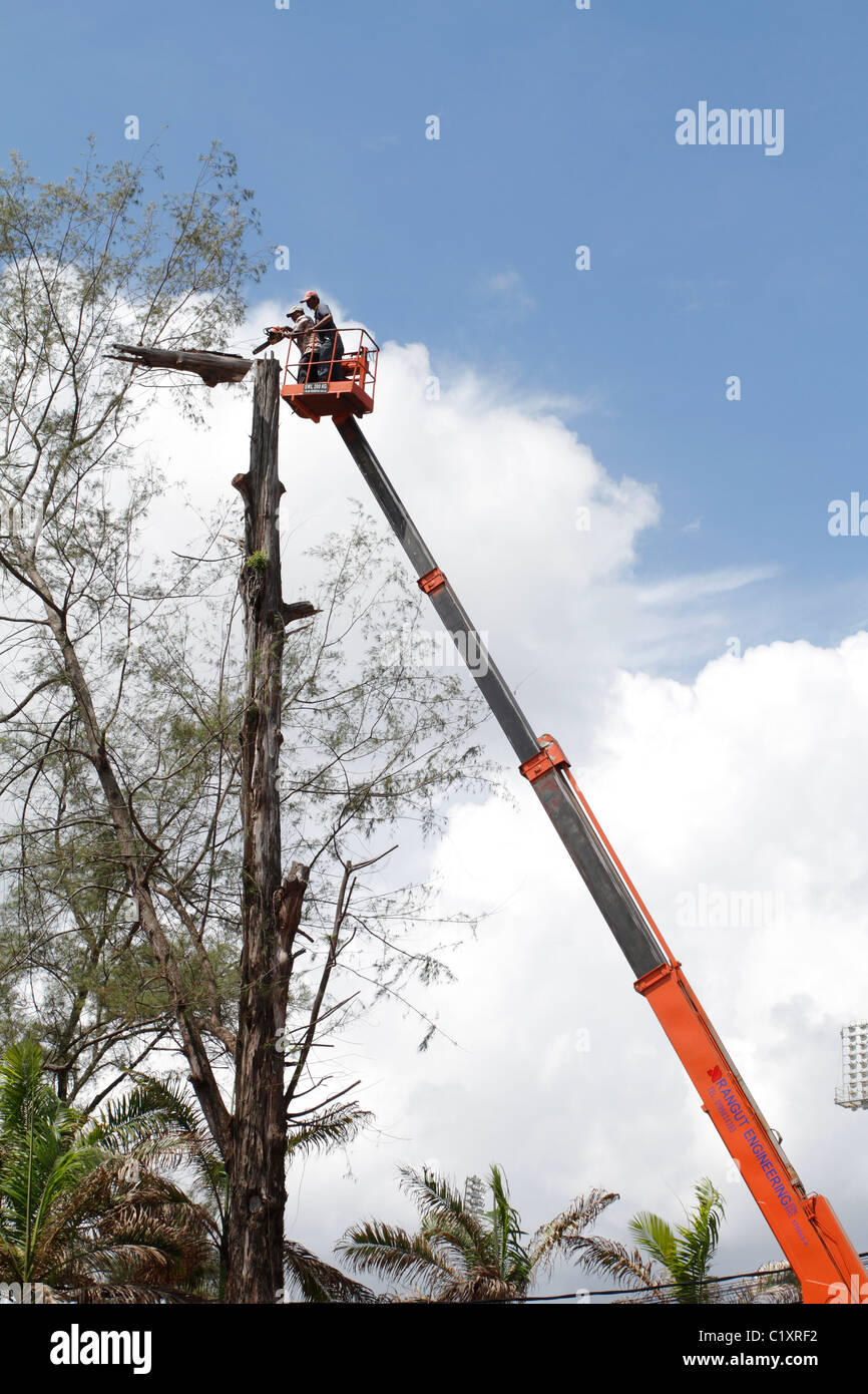 Schneiden einen Baum - Malaysia. Stockfoto