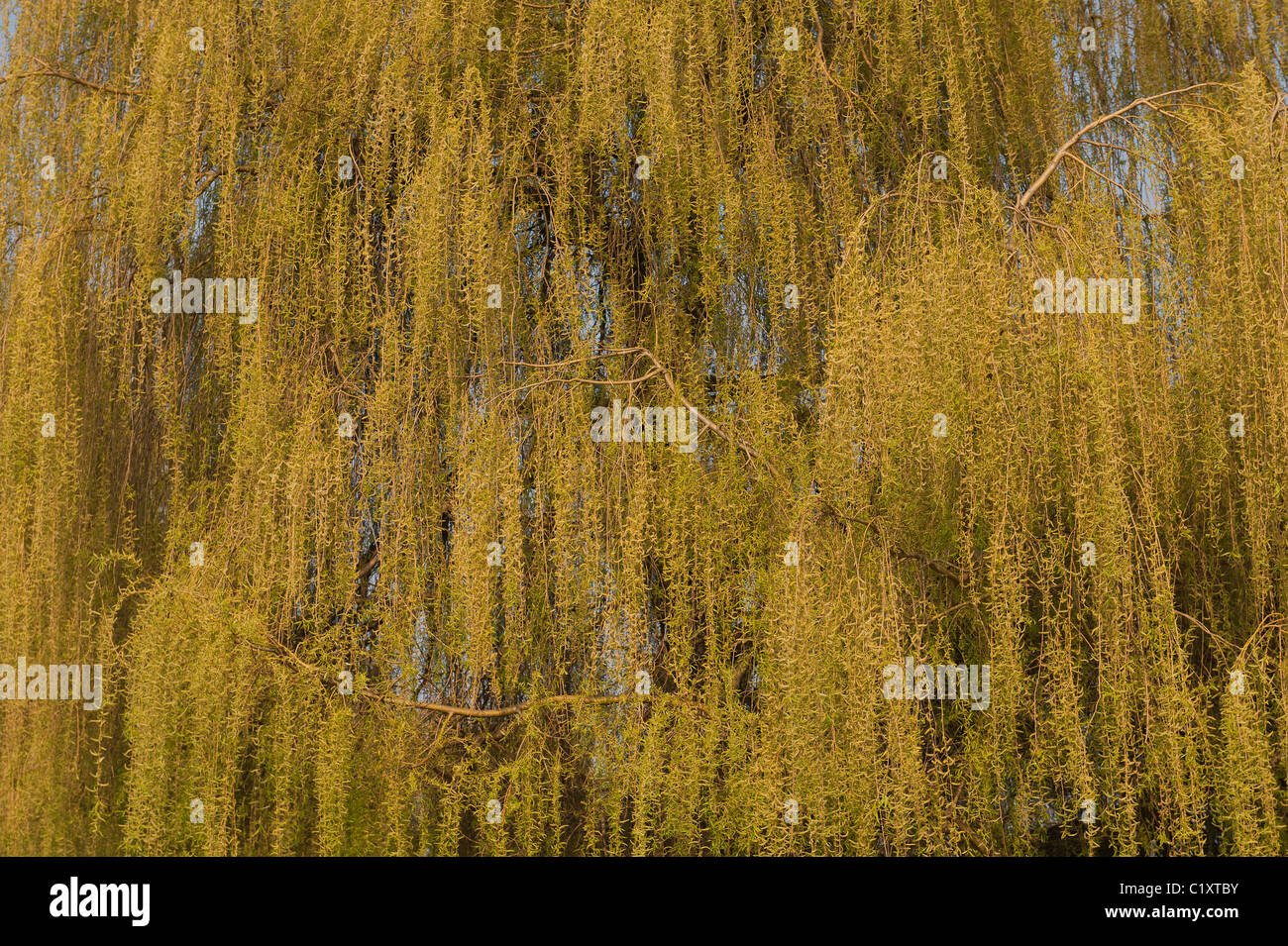 Goldene Trauerweide Salix Alba Tristis viele hängende verdrehten Niederlassungen mit neue Blätter und Kätzchen im Frühling Stockfoto
