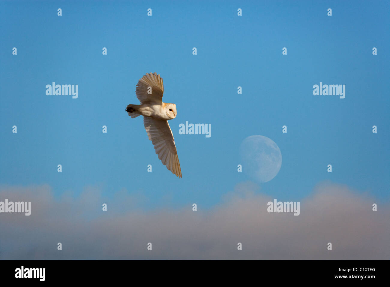 Schleiereule Tyto Alba im Flug über Weiden Sümpfe und steigenden Mond Stockfoto