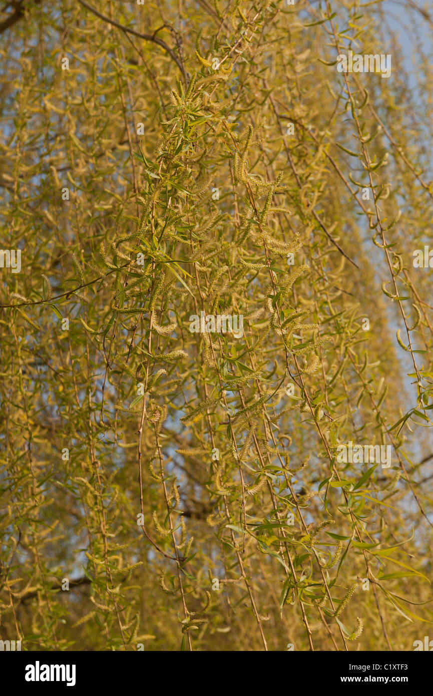 Goldene Trauerweide Salix Alba Tristis viele hängende verdrehten Niederlassungen mit neue Blätter und Kätzchen im Frühling Stockfoto