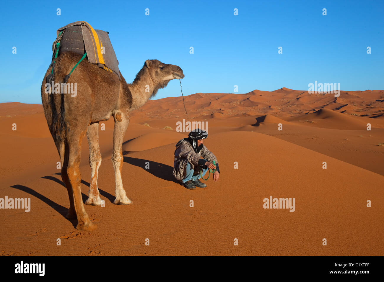 Kamel Erg Chebbi Dünen Sahara Wüste Marokko Nordafrika März Stockfoto