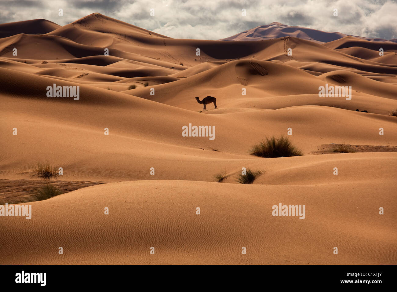 Kamel im Erg Chebbi Wüste Dünen Sahara Marokko Nordafrika März Stockfoto