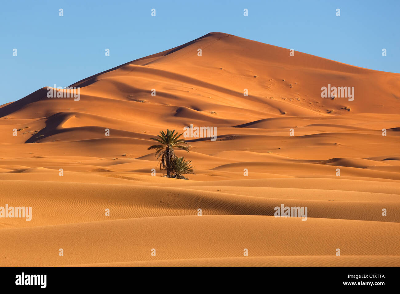 Erg Chebbi Sanddünen entfernt am Rande der Sahara Wüste in Marokko Nordafrika im Morgengrauen Anfang März Stockfoto