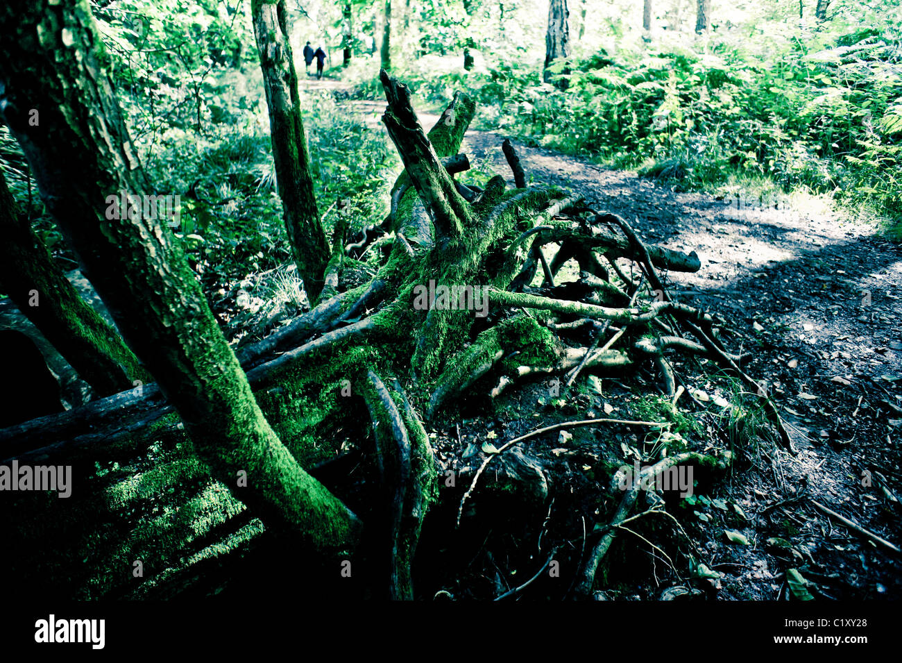 Ein umgestürzter Baum, ein Gewirr von Wurzeln freilegen Stockfoto