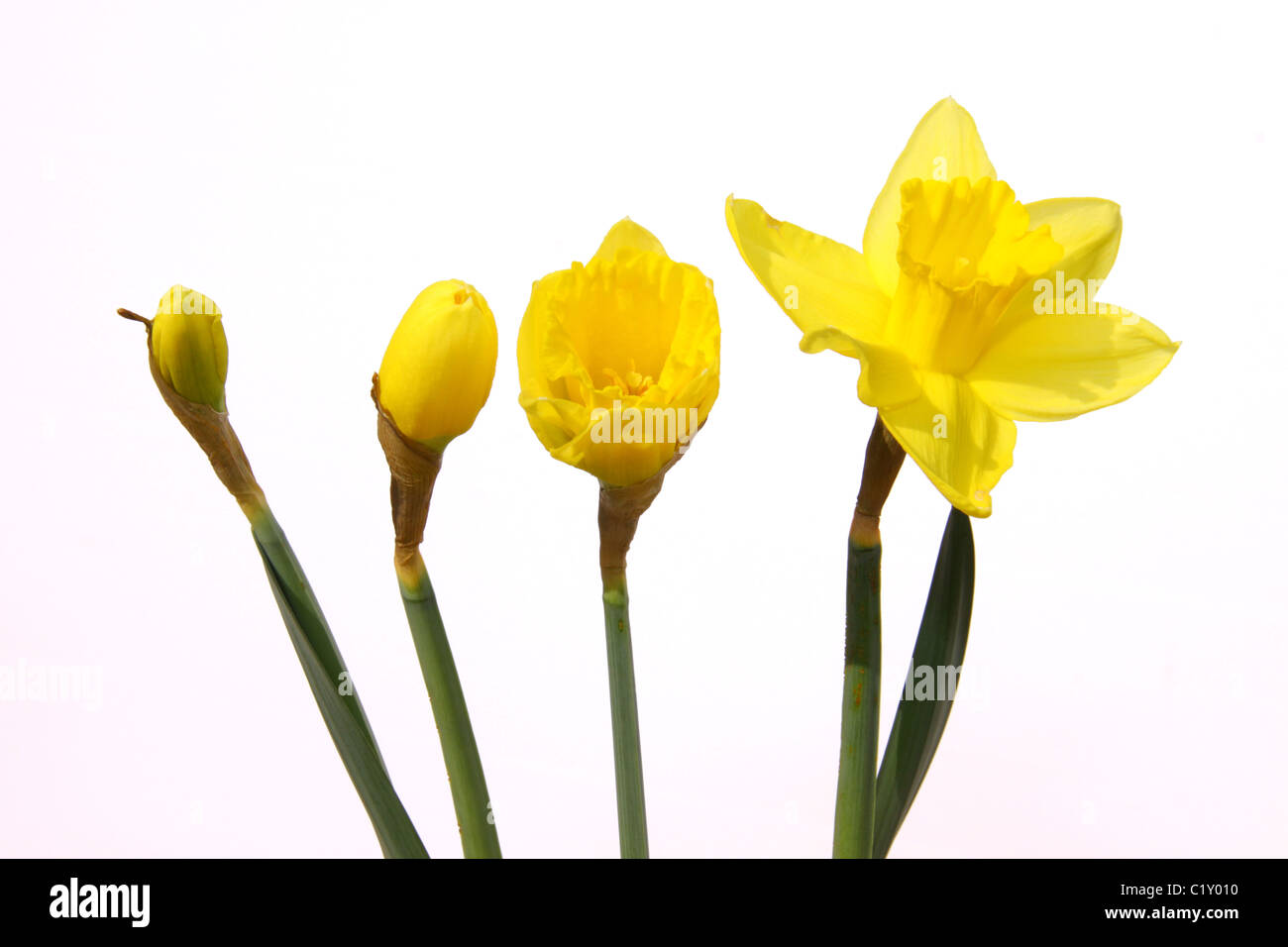 Die verschiedenen Stadien des Wachstums einer Narzisse Blume. Stockfoto