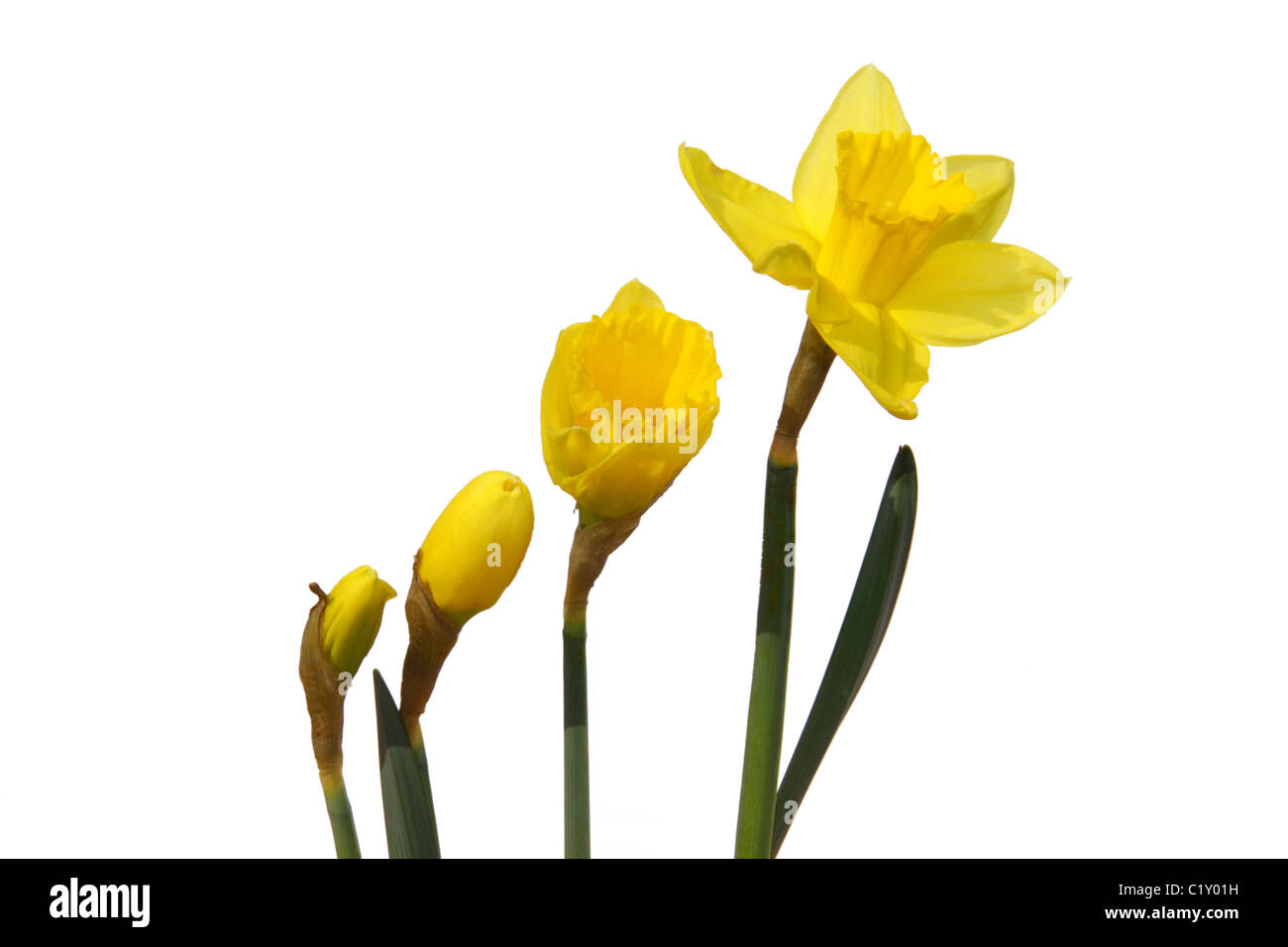 Die verschiedenen Stadien des Wachstums einer Narzisse Blume. Stockfoto