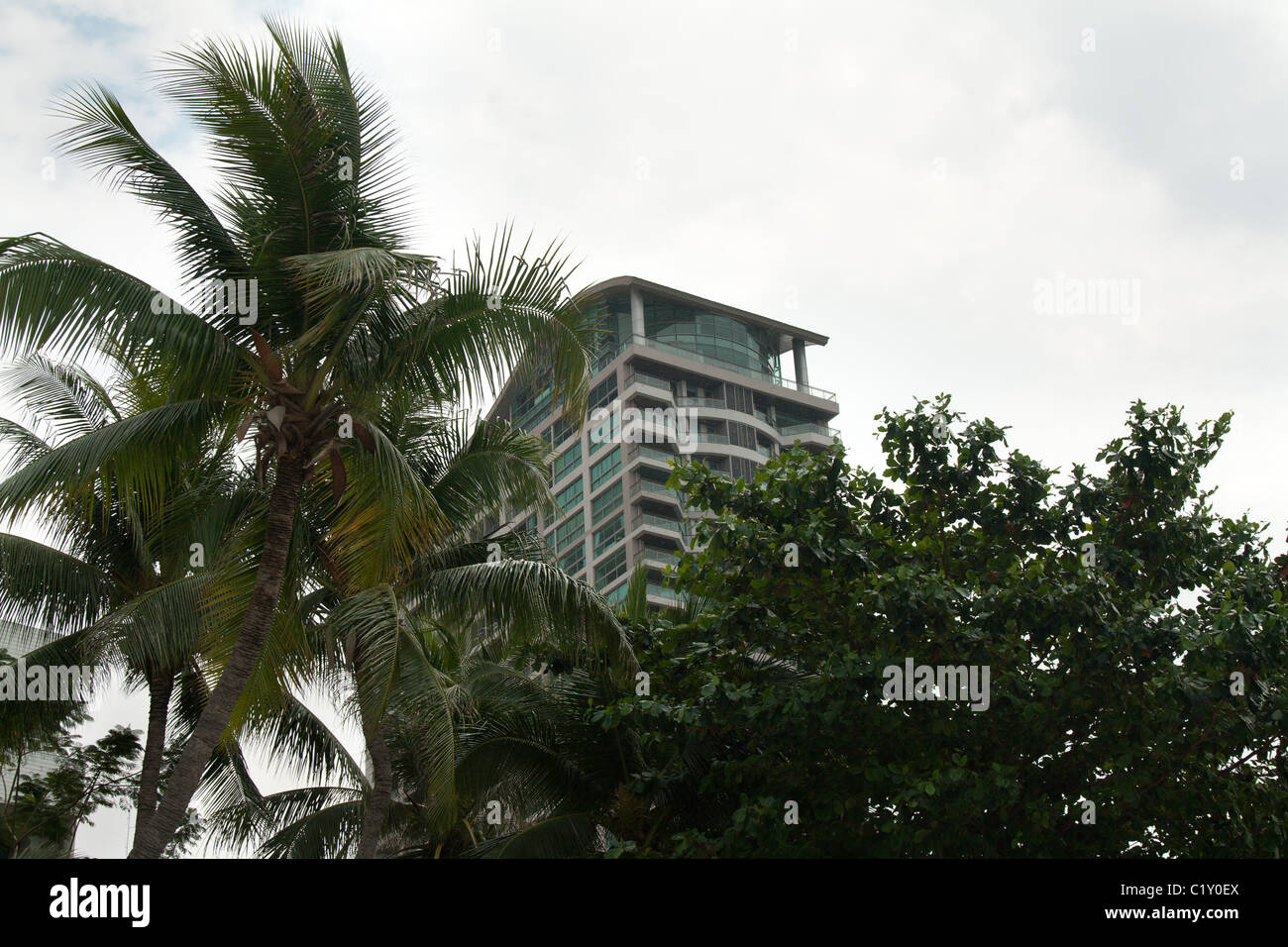 Wolkenkratzer auf Hintergrund der Palmen und Grün in Thailand Stockfoto