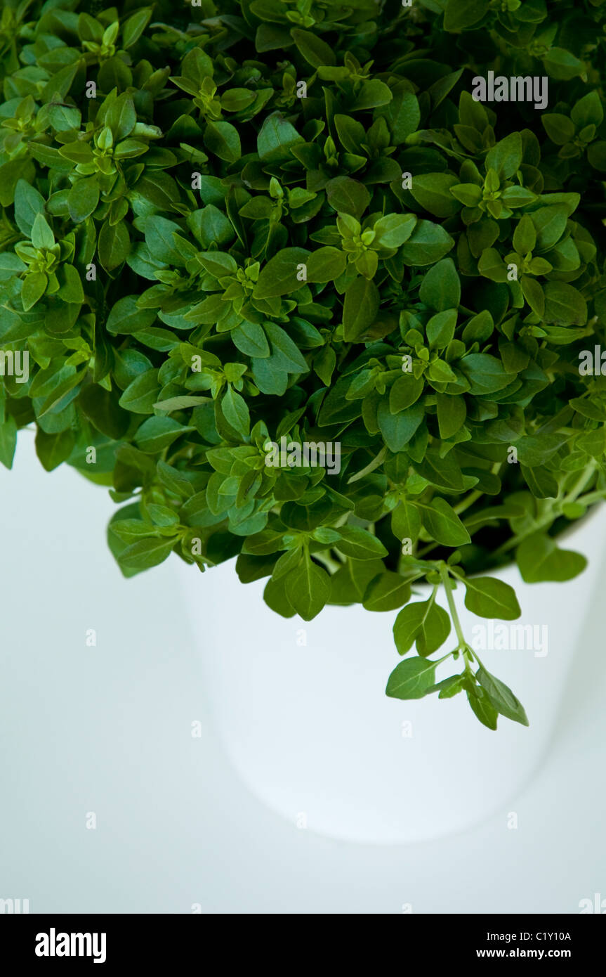 Griechische Basilikum in einem weißen Topf auf einem neutralen Hintergrund. Stockfoto