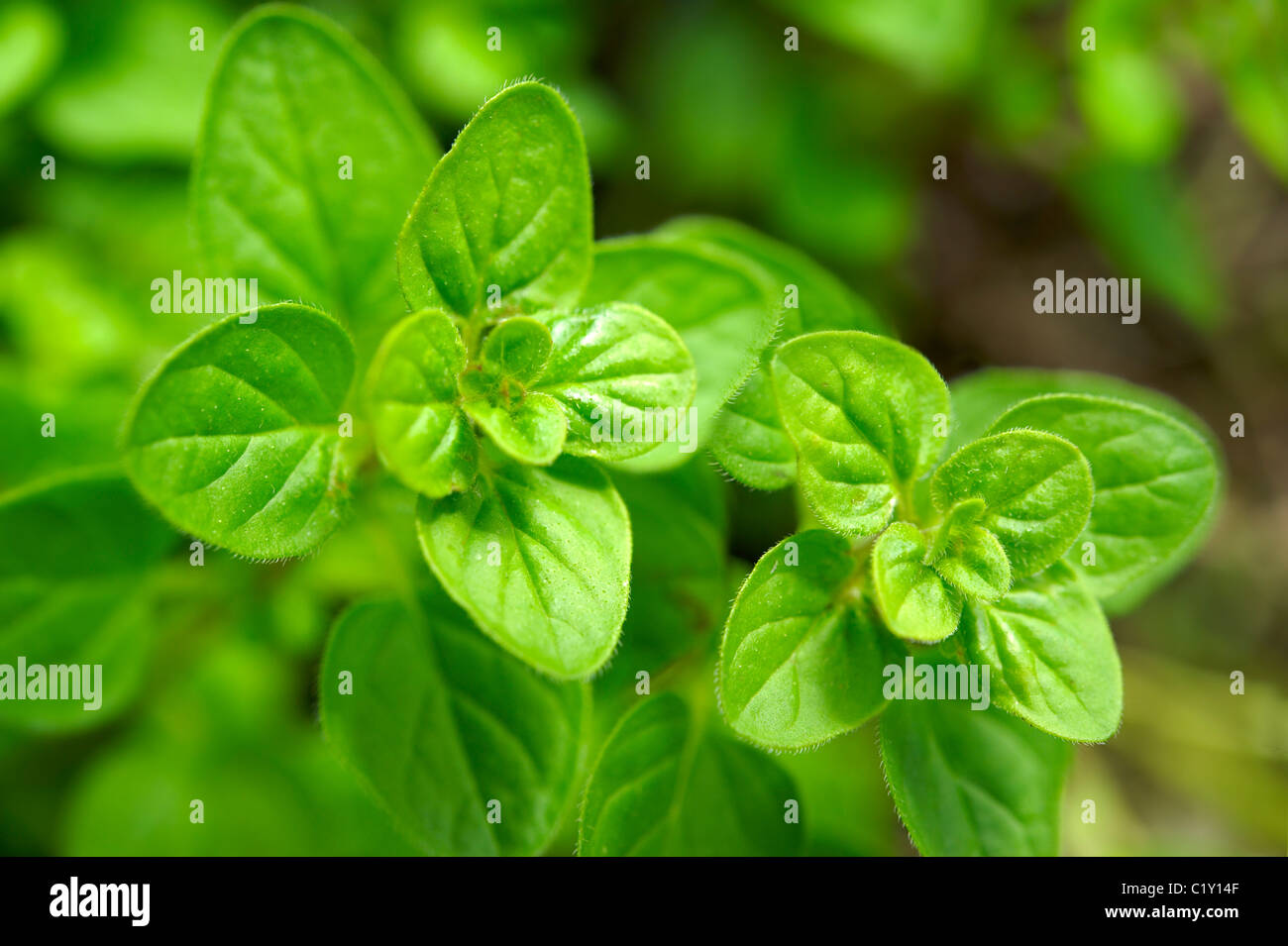 Frischer Oregano Blätter Stockfoto