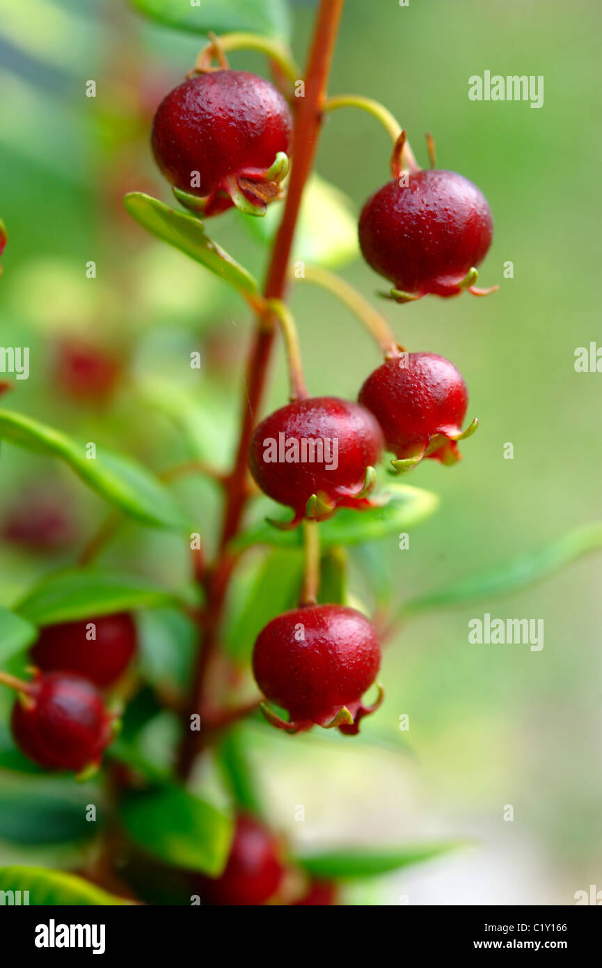 Ugni Molinae auch bekannt als Little Myrtle, Tazziberry oder Neuseeland Cranberry. Chilenische Supernahrungsmittel anti-Oxidationsmittel Stockfoto Ugni Molinae auch bekannt als Little Myrtle, Tazziberry oder Neuseeland Cranberry. Chilenische Supernahrungsmittel anti-Oxidationsmittel Stockfoto