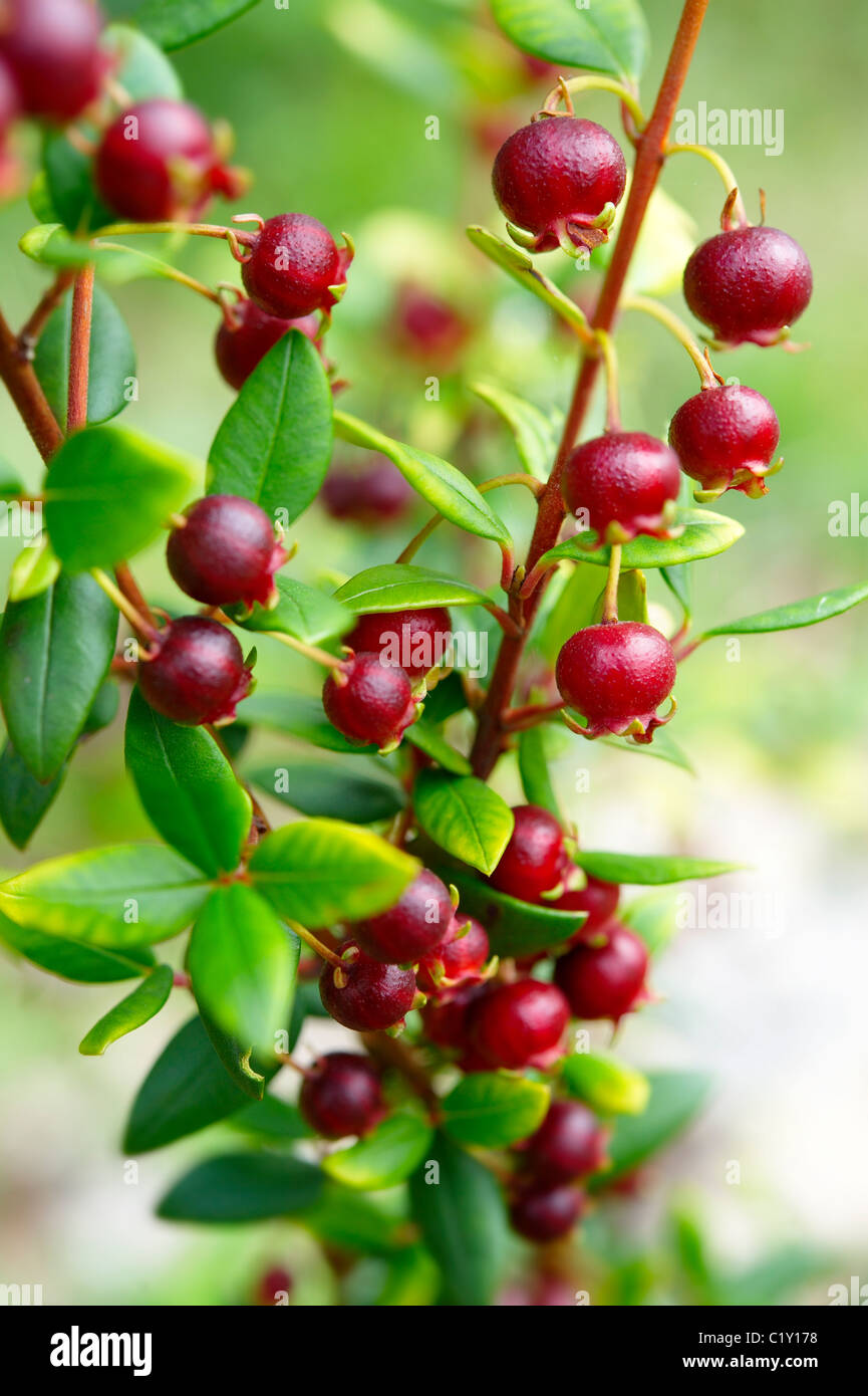 Ugni Molinae auch bekannt als Little Myrtle, Tazziberry oder Neuseeland Cranberry. Chilenische Supernahrungsmittel anti-Oxidationsmittel Stockfoto Ugni Molinae auch bekannt als Little Myrtle, Tazziberry oder Neuseeland Cranberry. Chilenische Supernahrungsmittel anti-Oxidationsmittel Stockfoto