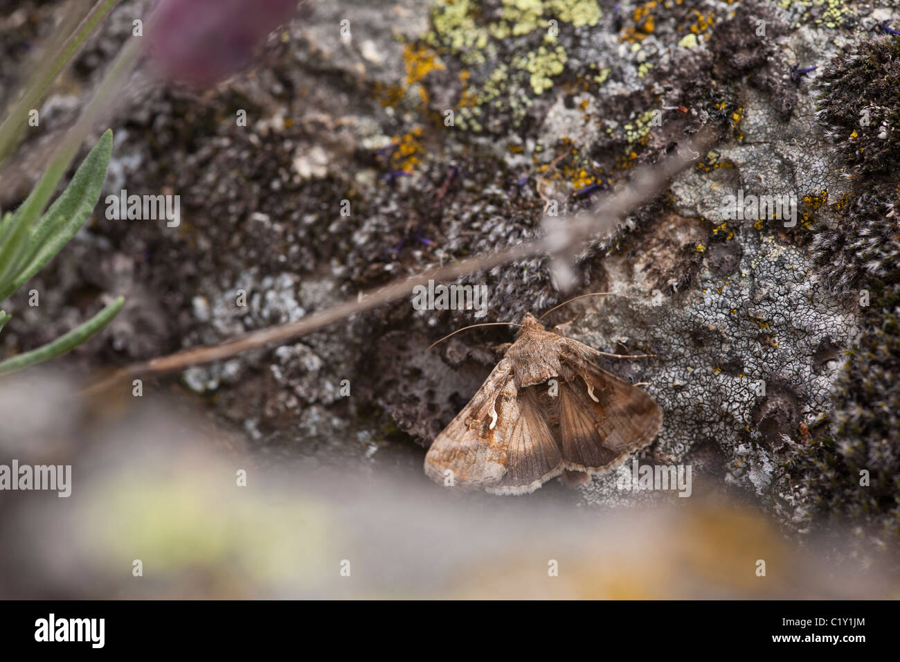 Silber Y (Autographa Gamma)-Motte Stockfoto