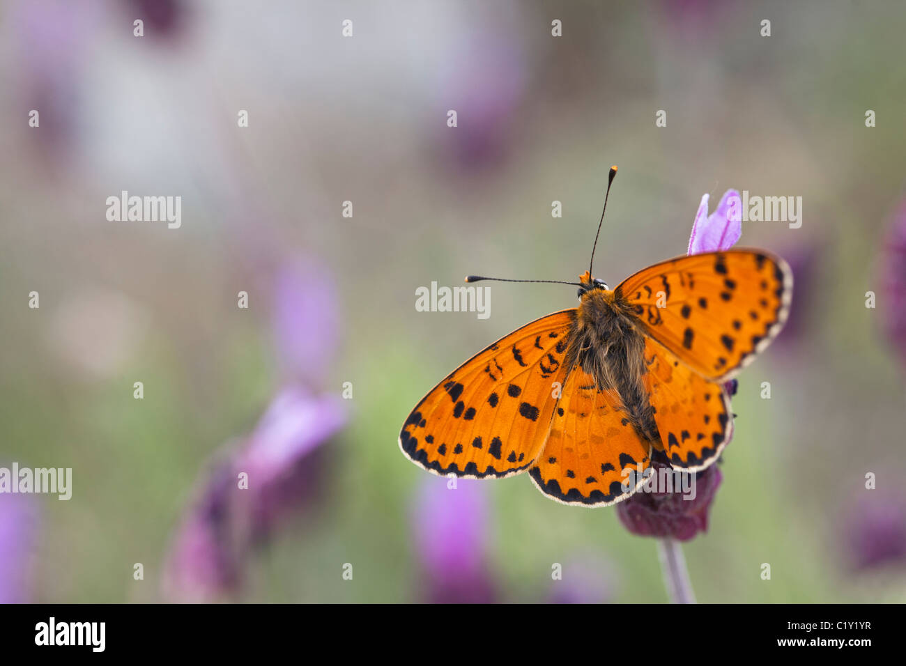 Gefleckte Fritillary (Melitaea Didyma Occidentalis) Stockfoto