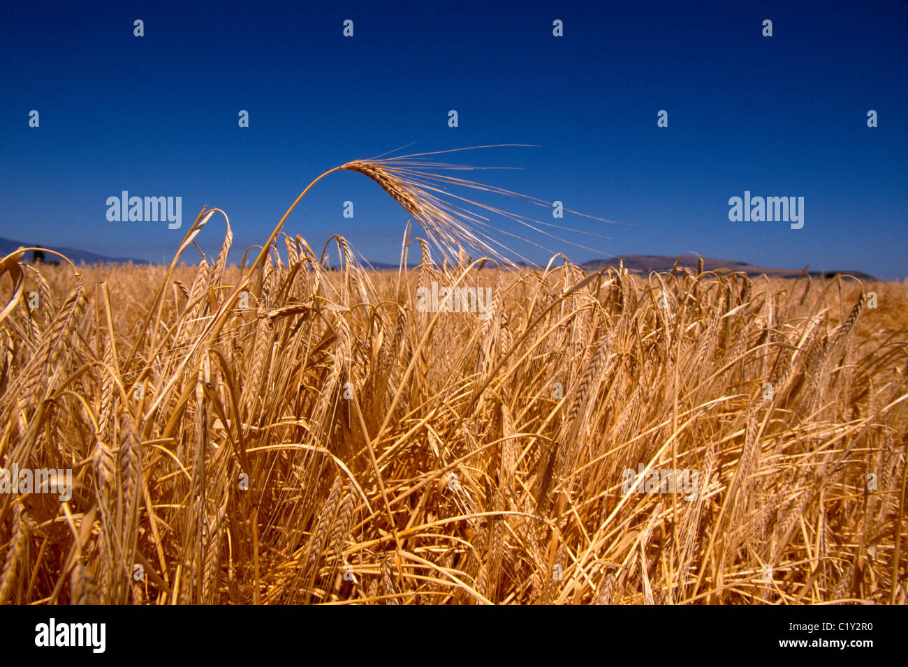 Eine goldene Ähre hebt sich von den blauen Sommerhimmel in einem Weizenfeld in der Nähe von La Grande, Oregon, USA. Stockfoto