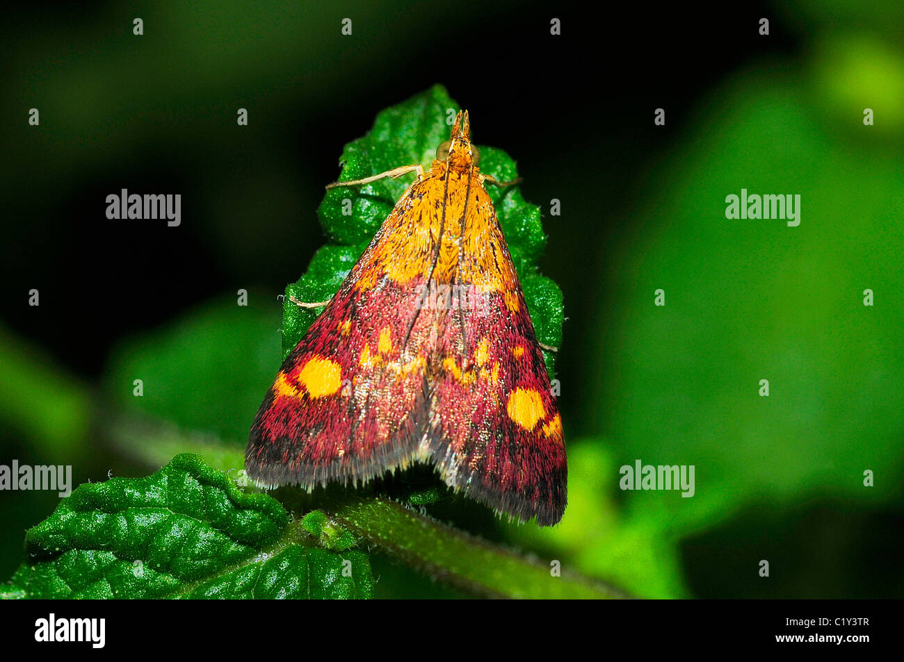 Motte / Pyrausta Purpuralis Stockfoto