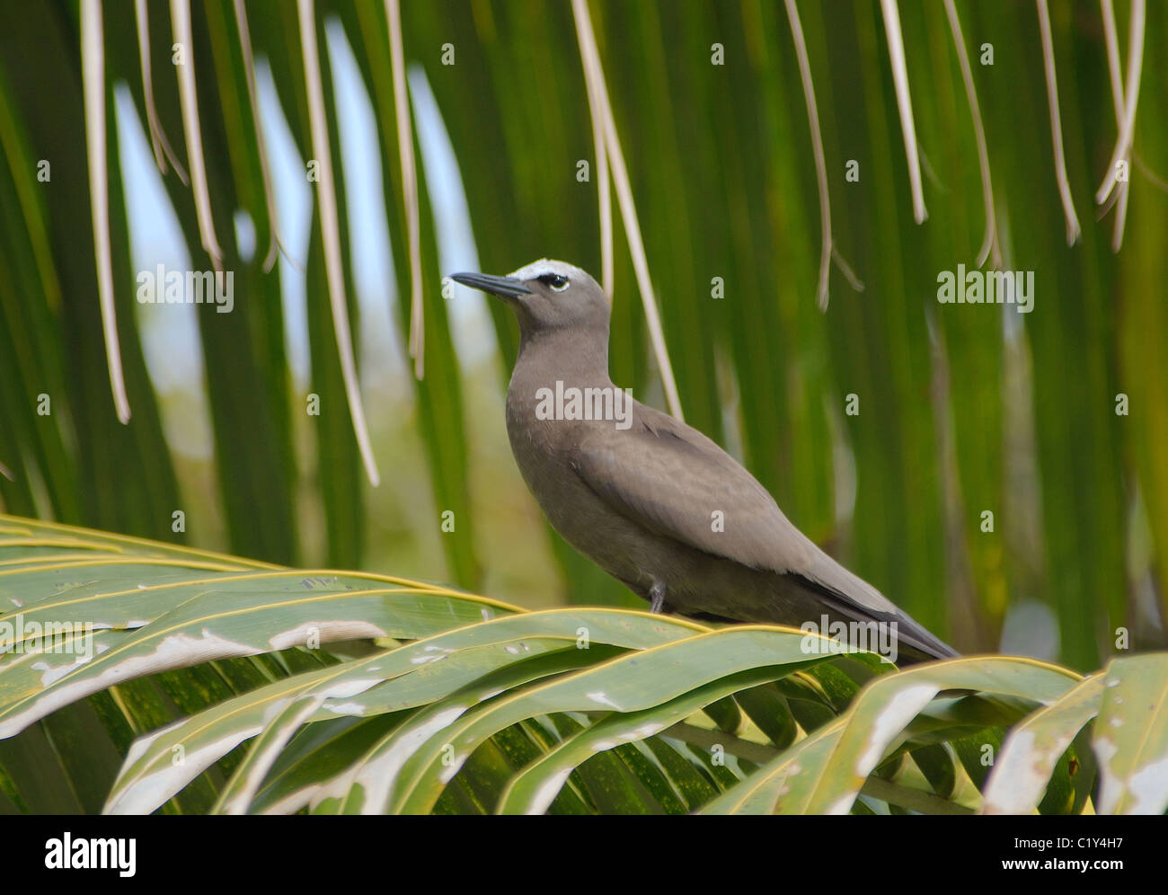 Tropische ein seevogel. Seychellen Stockfoto