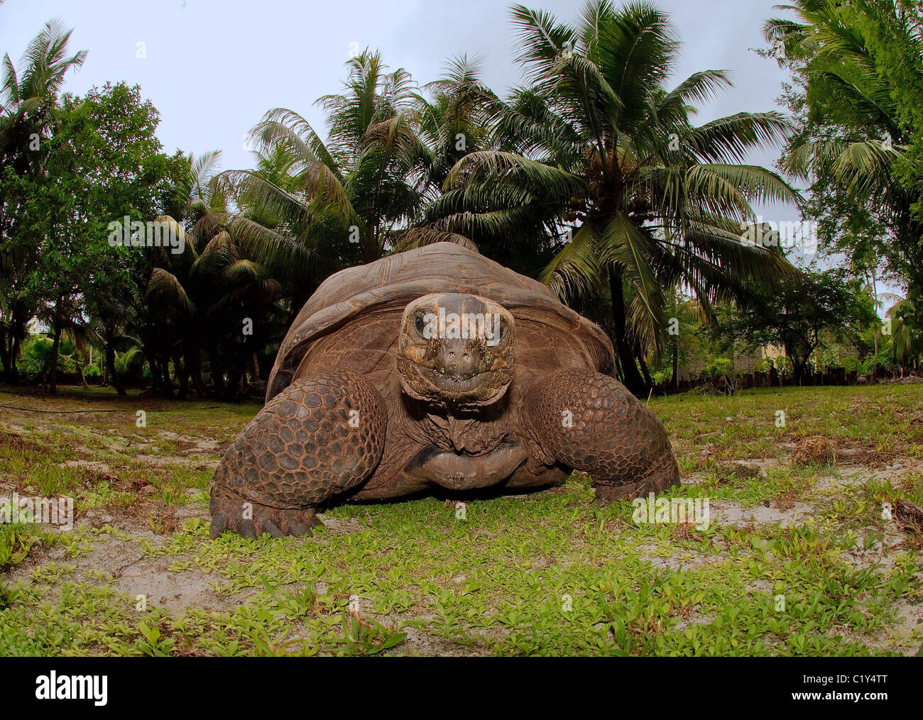 Galapagos Schildkröte oder Galapagos-Riesenschildkröte (Chelonoidis Nigra) Seychellen Stockfoto