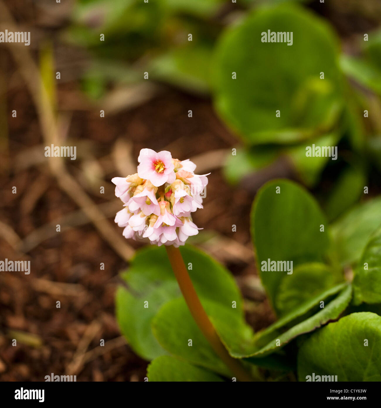 Bergenie 'Baby Doll', Elefantenohren, in Blüte Stockfoto