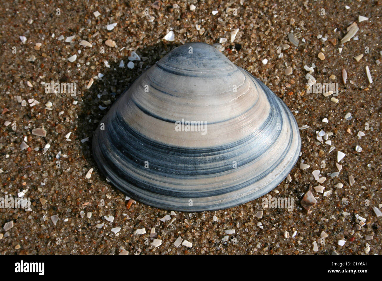 Durchleuchtet Trog Shell Matra Stultorum genommen bei Ainsdale, Merseyside, UK Stockfoto