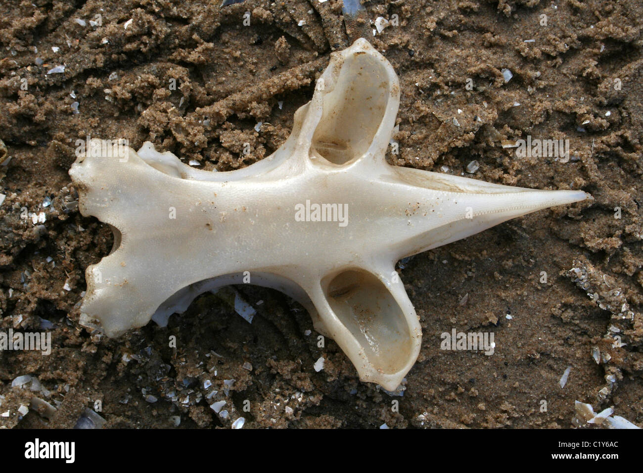 Teil des knorpeligen Skeletts eines Skate oder Ray am Ainsdale, Merseyside, England Stockfoto