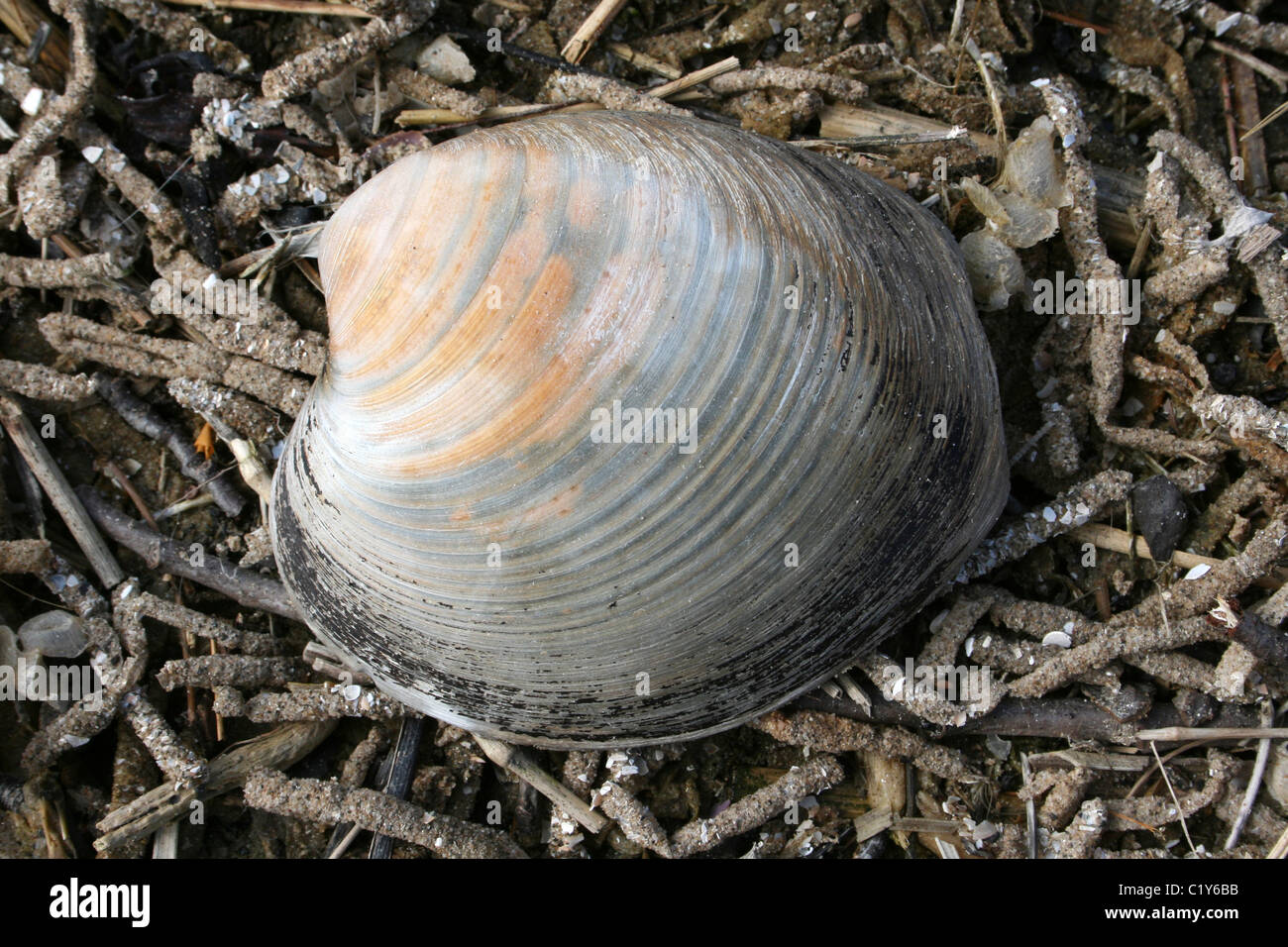 Islandmuschel aka Ozean Quahog Arctica Islandica Taken an Ainsdale, Merseyside, UK Stockfoto