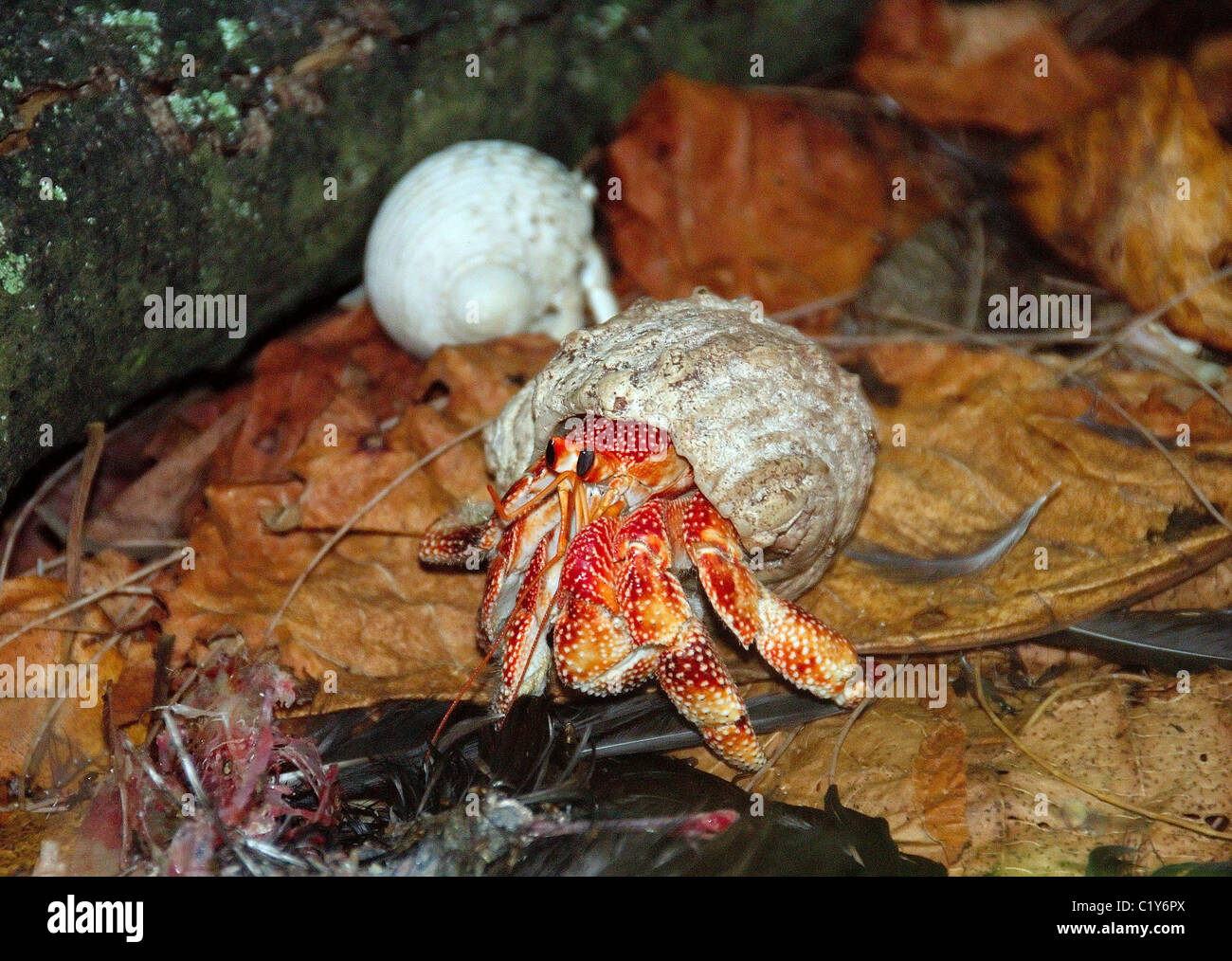 Tropisch, ein Überland Krabbe. Seychellen Stockfoto