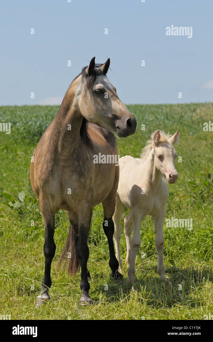 Connemara-Pferd - Stute und Fohlen auf der Wiese Stockfoto