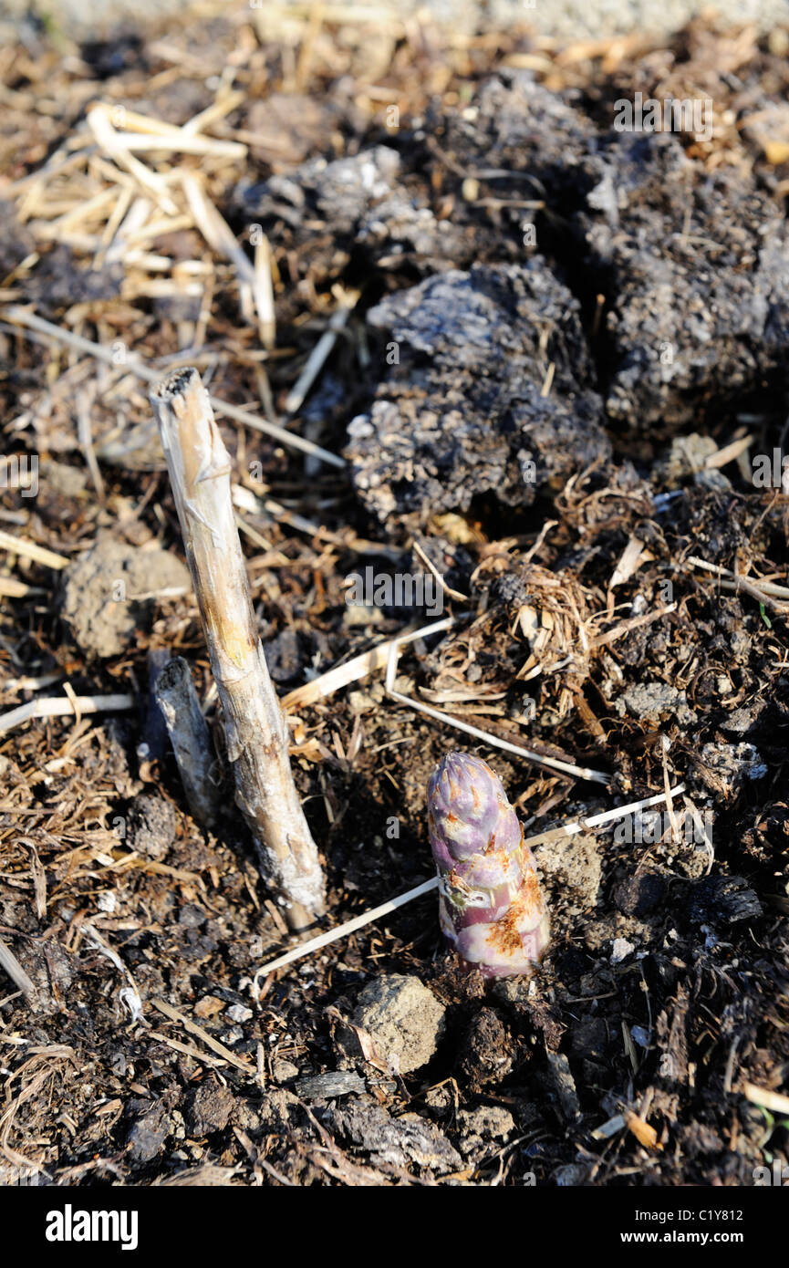 Stock Foto von Spargel, erscheinen die ersten Triebe. Stockfoto