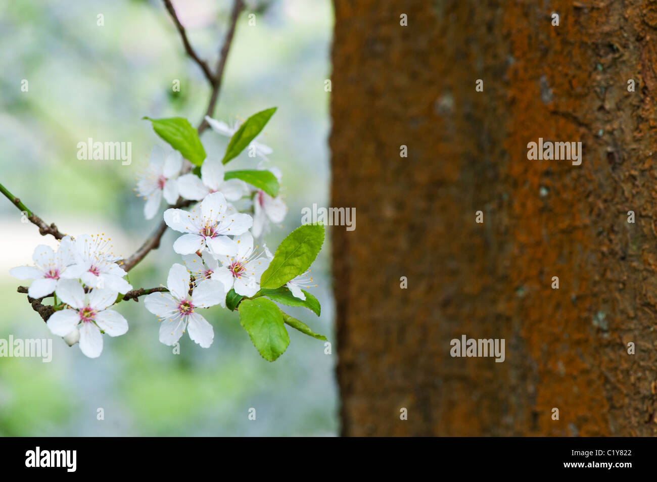 Prunus Cerasifera. Cherry Plum. Kirschbaum Blüte Stockfoto