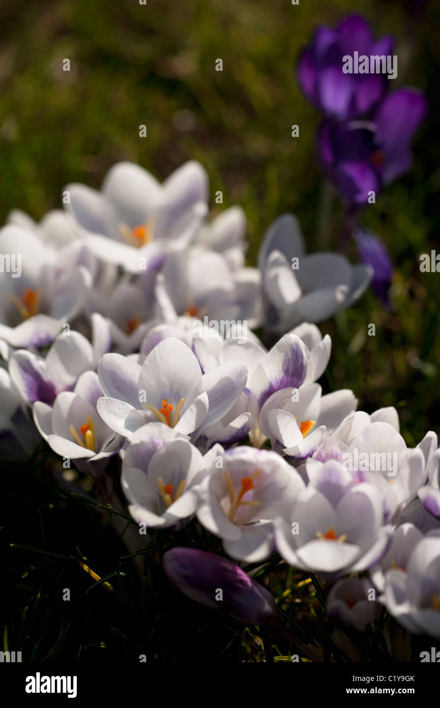 Crocus Chrysanthus 'Prinz Claus' wächst in einem Garten Rasen Stockfoto