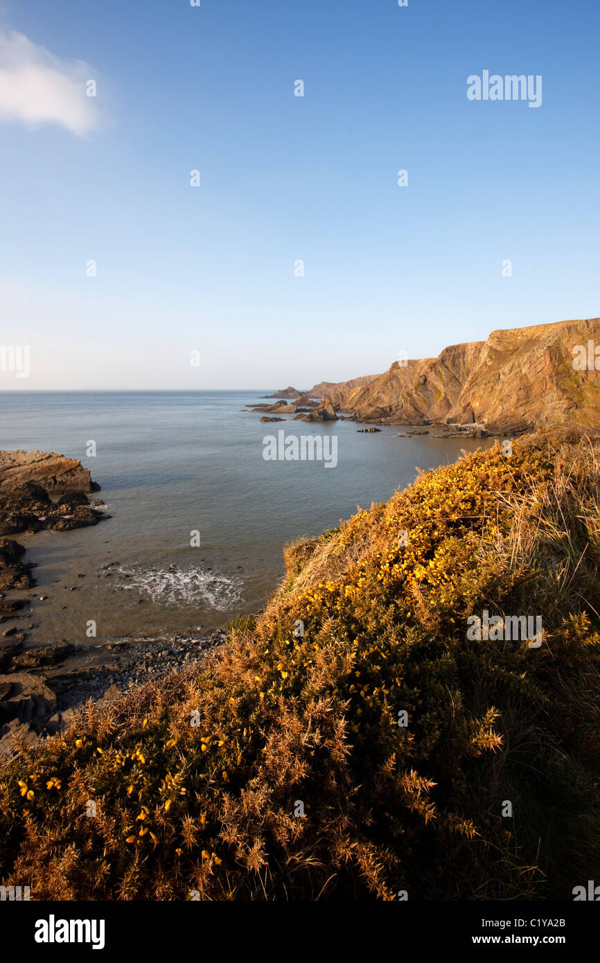 Küste von Devon am Hartland Quay Stockfoto