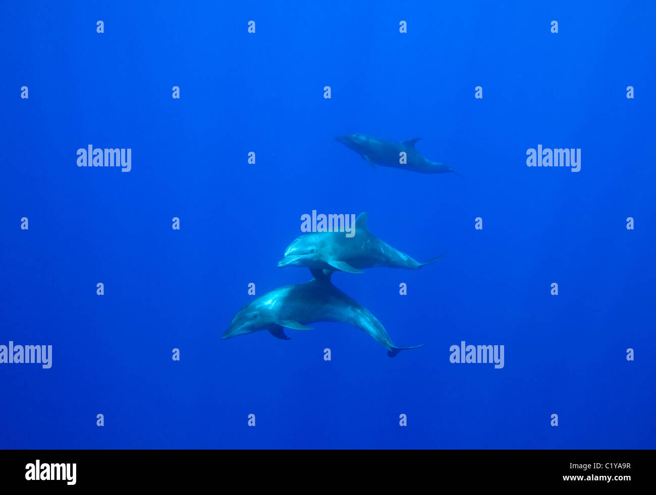 Delfine schwimmen unter Wasser auf Cocos Island vor der Küste von Costa Rica. Stockfoto