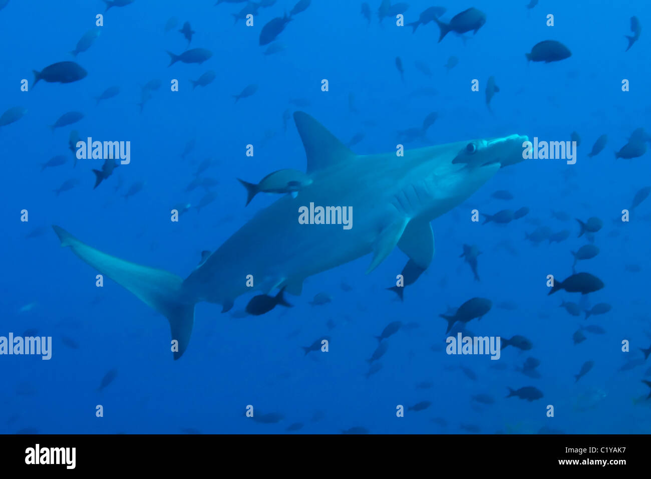 Ein Bogenstirn-Hammerhai (Sphyma lewinii) schwimmt durch eine Schule von tropischen Fischen auf der Cocos-Insel vor der Küste von Costa Stockfoto