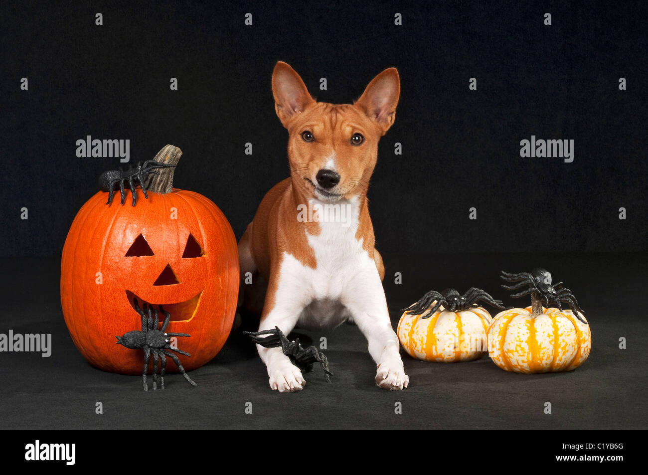 Basenji Hunde - liegen zwischen Kürbisse Stockfoto