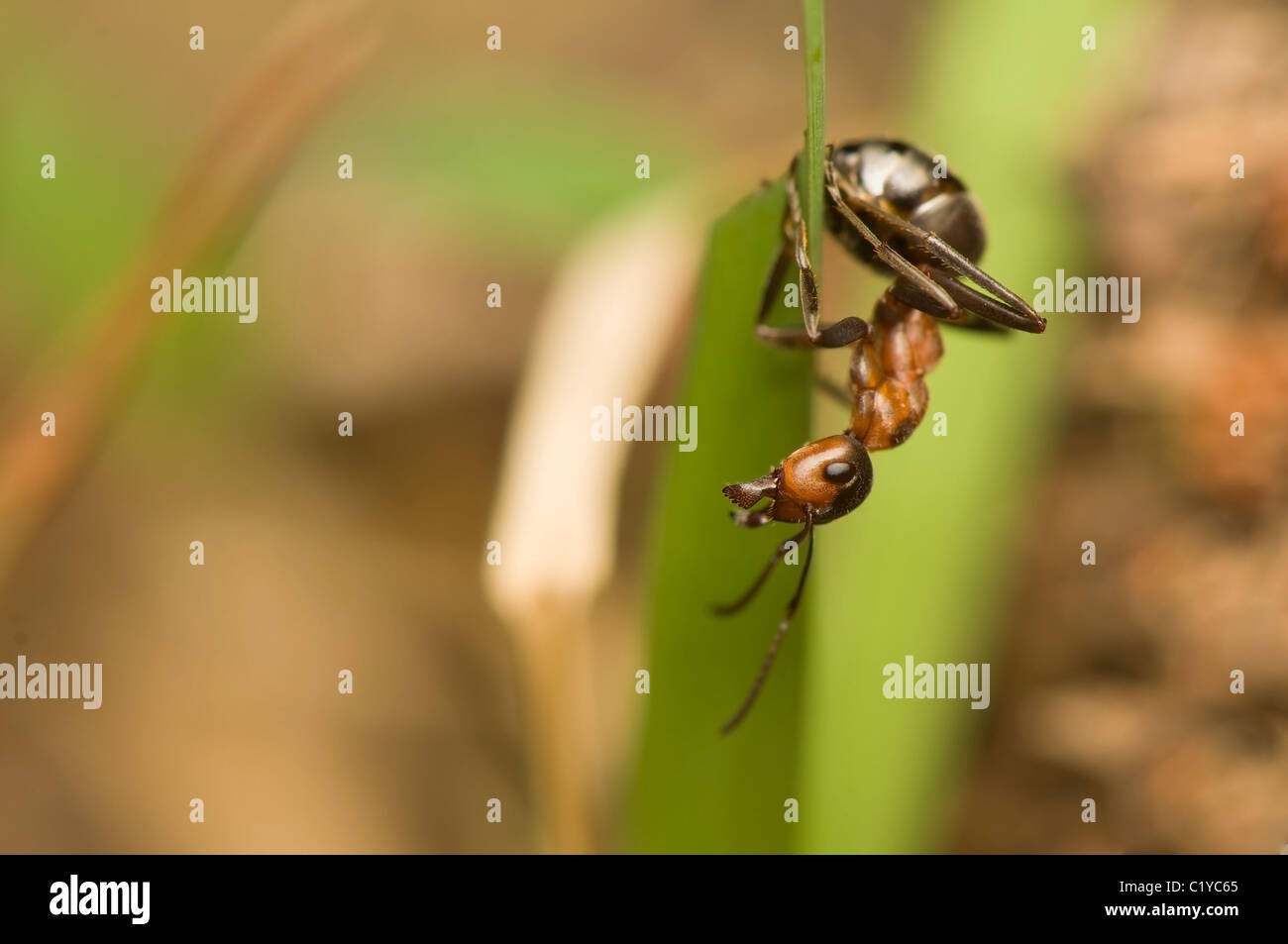 Formica rufa Stockfoto