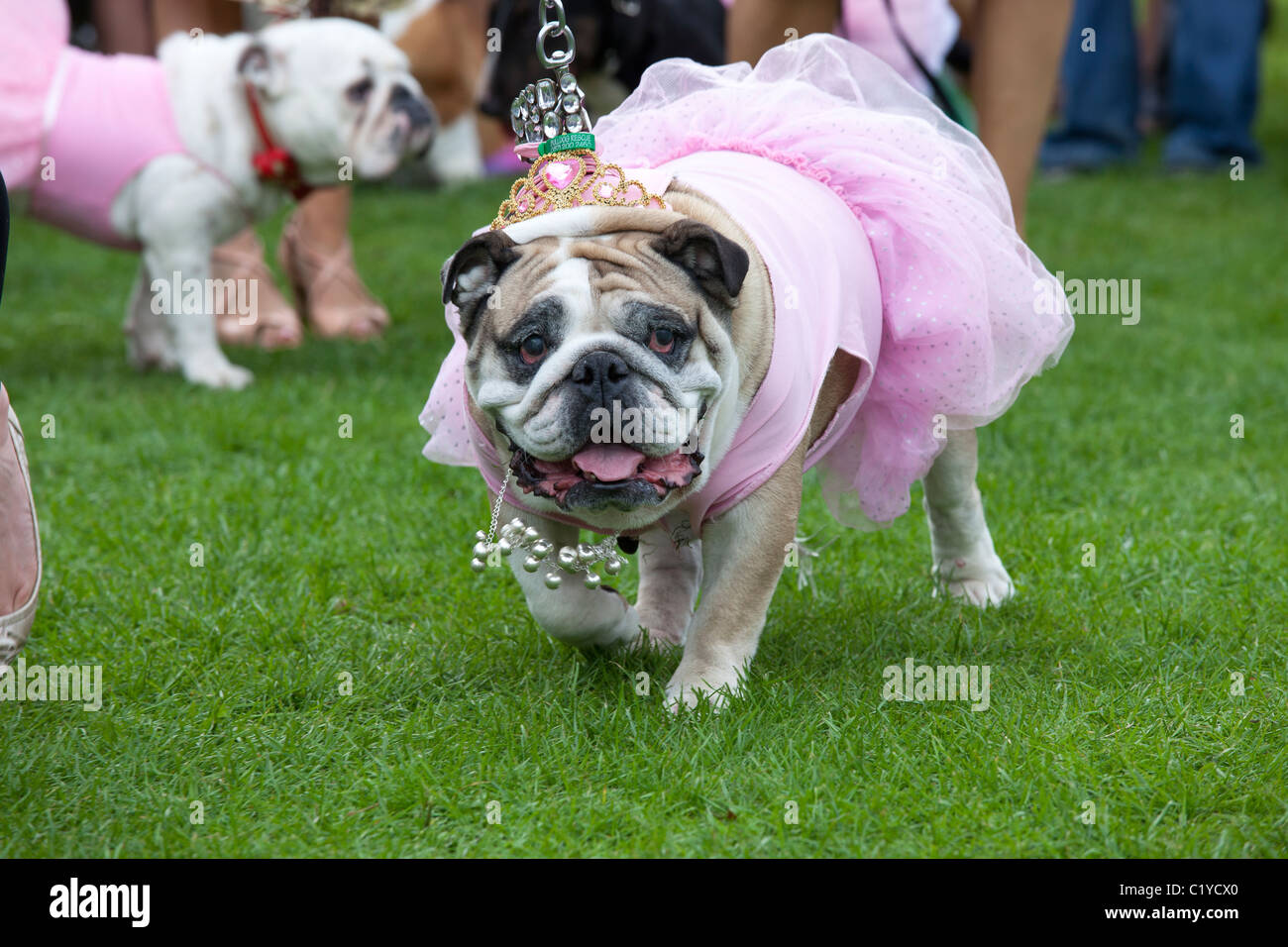 Bizarre ungewöhnlich lustiger Hund "Fancy Dress" Stockfoto