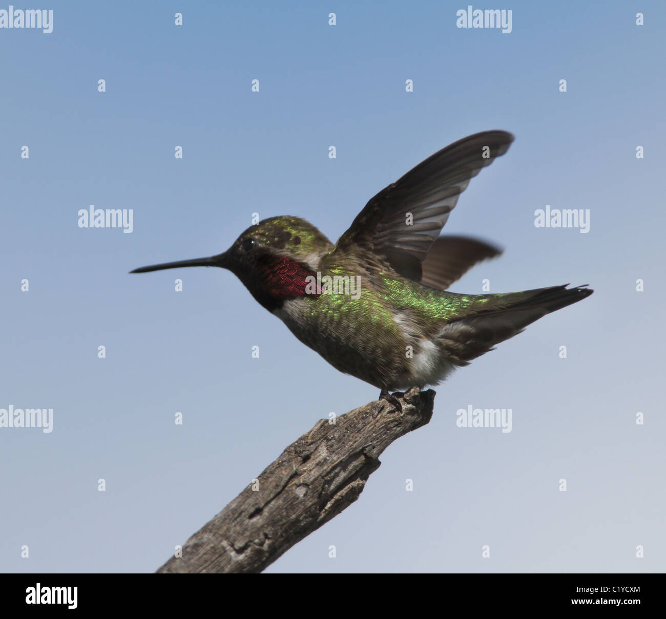 Annas Kolibri Palo Alto Baylands Park Calfornia Stockfoto