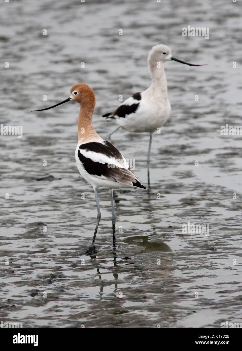 Amerikanische Säbelschnäbler Sommer Herbst Gefieder Palo Alto Baylands Park Calfornia Stockfoto