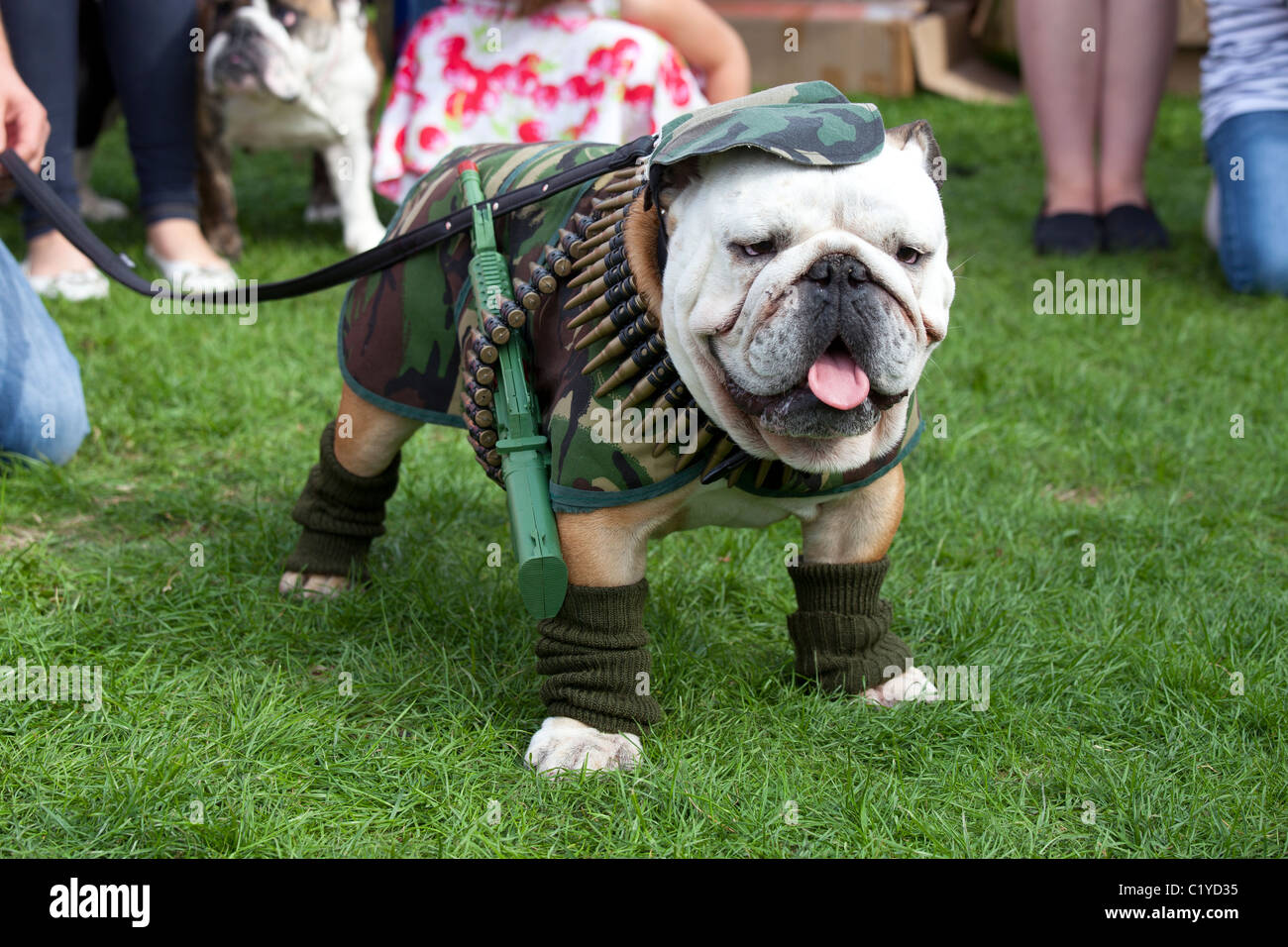 Bizarre ungewöhnlich lustiger Hund "Fancy Dress" Stockfoto