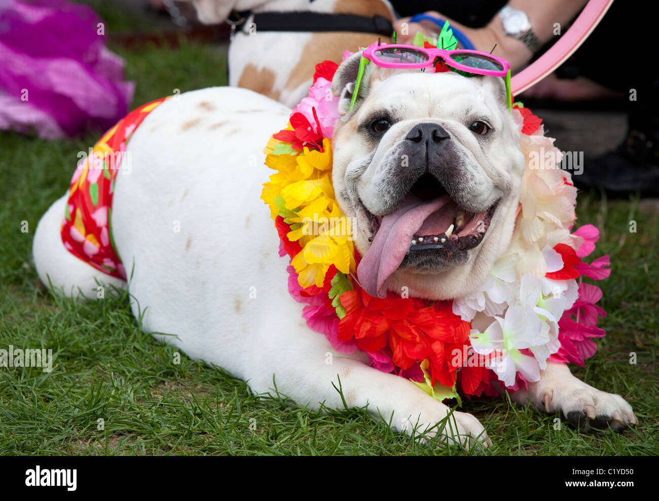 Bizarre ungewöhnlich lustiger Hund "Fancy Dress" Stockfoto
