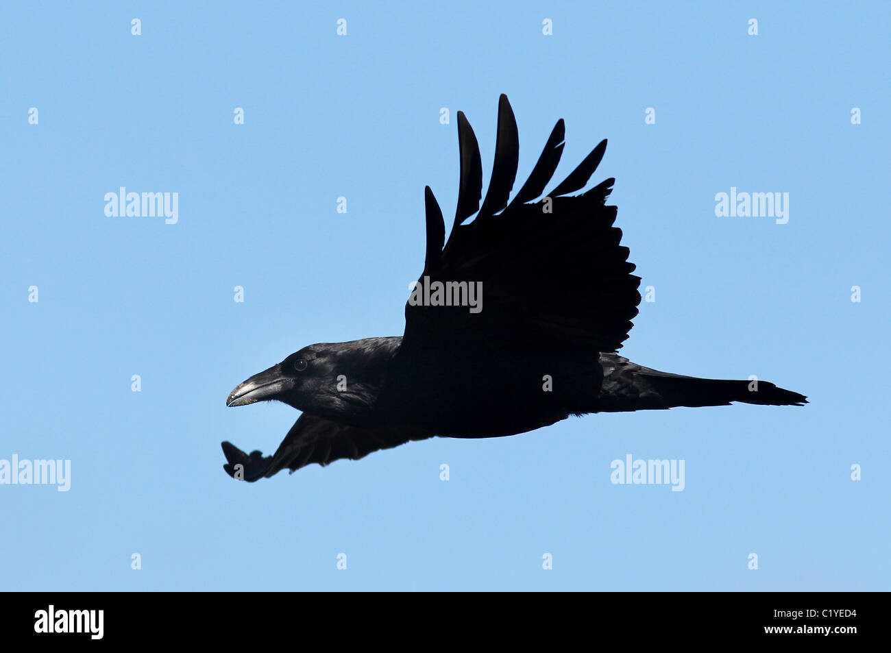 Kolkrabe Palo Alto Baylands Park Calfornia fliegen Stockfoto