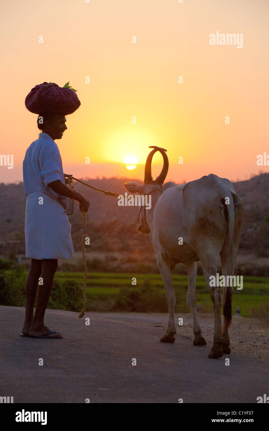 Silhouetten von einem Mann mit Rindern in Andhra Pradesh in Indien Stockfoto