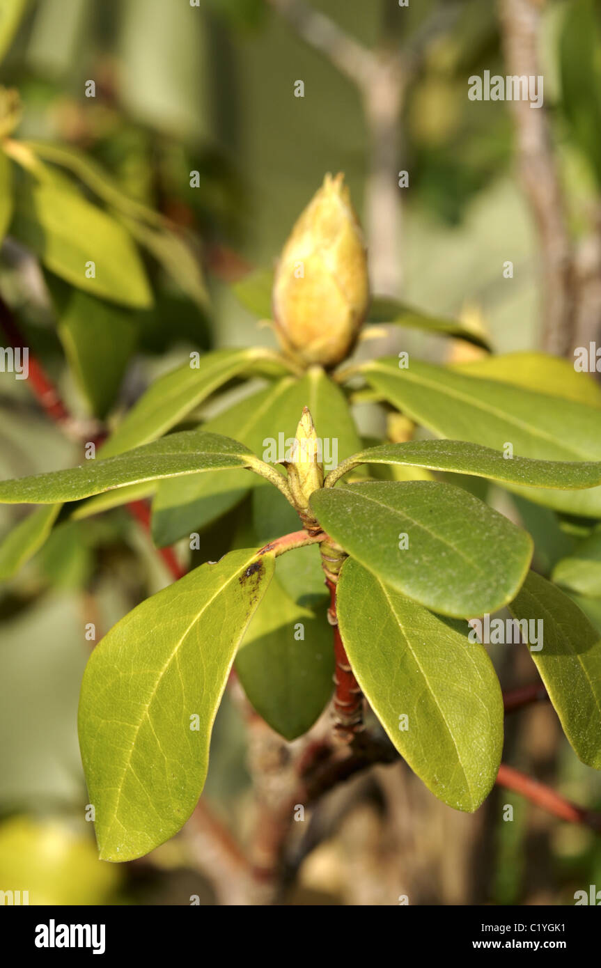 Junge Rhododendron Frühling Triebe und Blütenknospen. Stockfoto